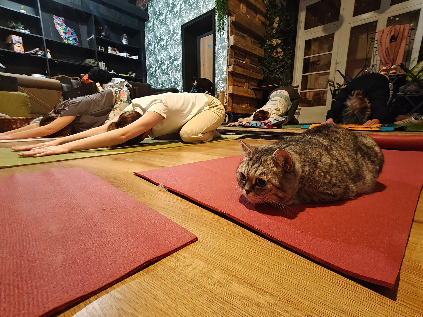 Katten yoga - inschrijven via kattencafé B'aristo kat - €19,90