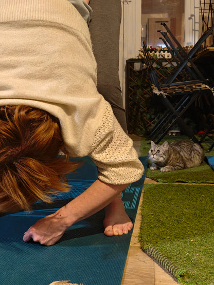 Katten yoga - inschrijven via kattencafé B'aristo kat - €19,90