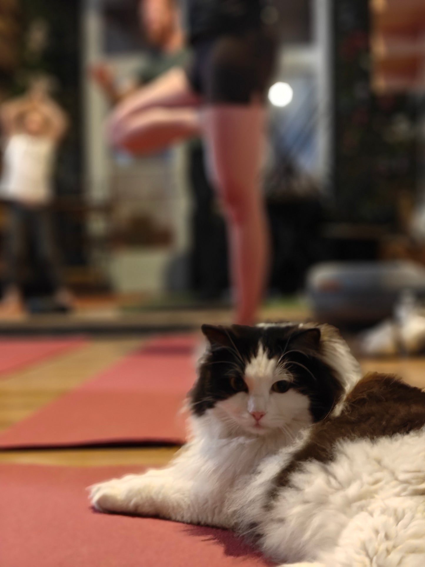 Katten yoga - inschrijven via kattencafé B'aristo kat - €19,90