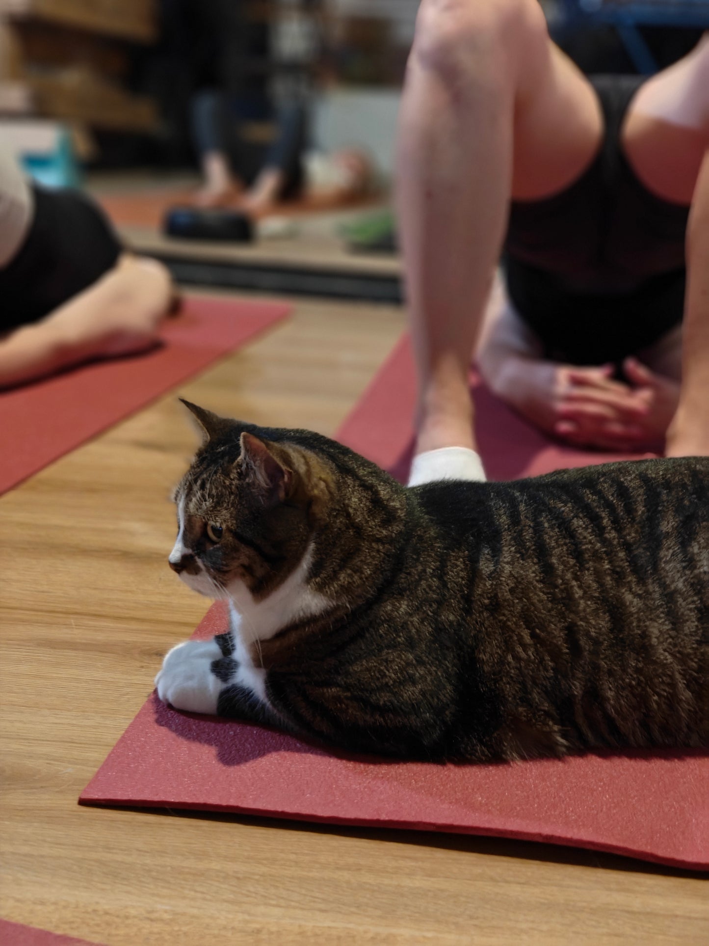 Katten yoga - inschrijven via kattencafé B'aristo kat - €19,90