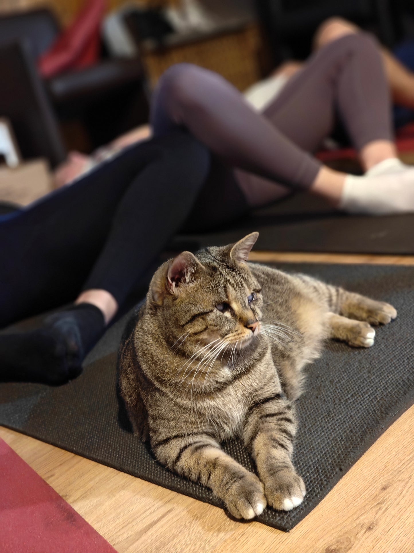 Katten yoga - inschrijven via kattencafé B'aristo kat - €19,90