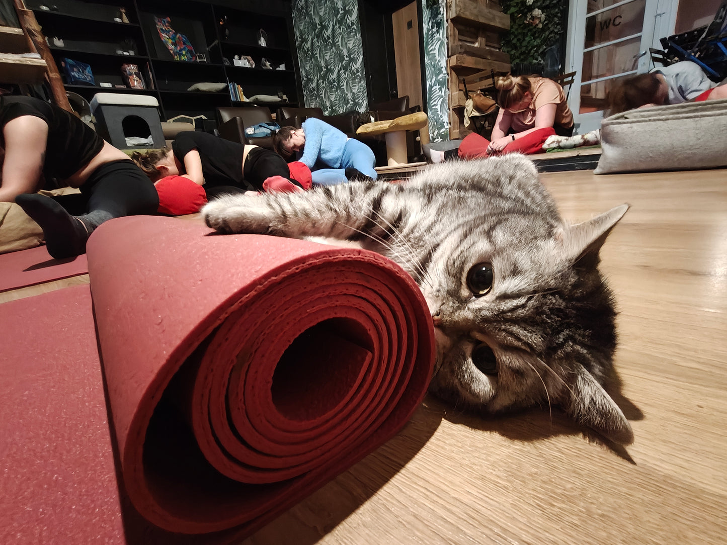 Katten yoga - inschrijven via kattencafé B'aristo kat - €19,90