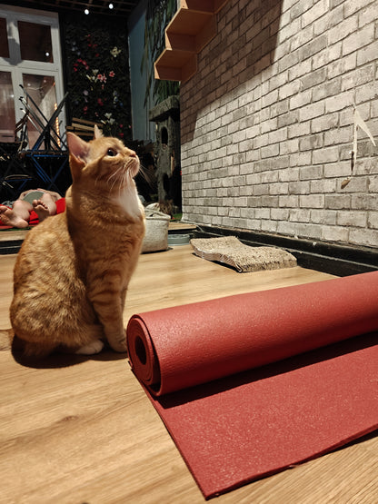 Katten yoga - inschrijven via kattencafé B'aristo kat - €19,90