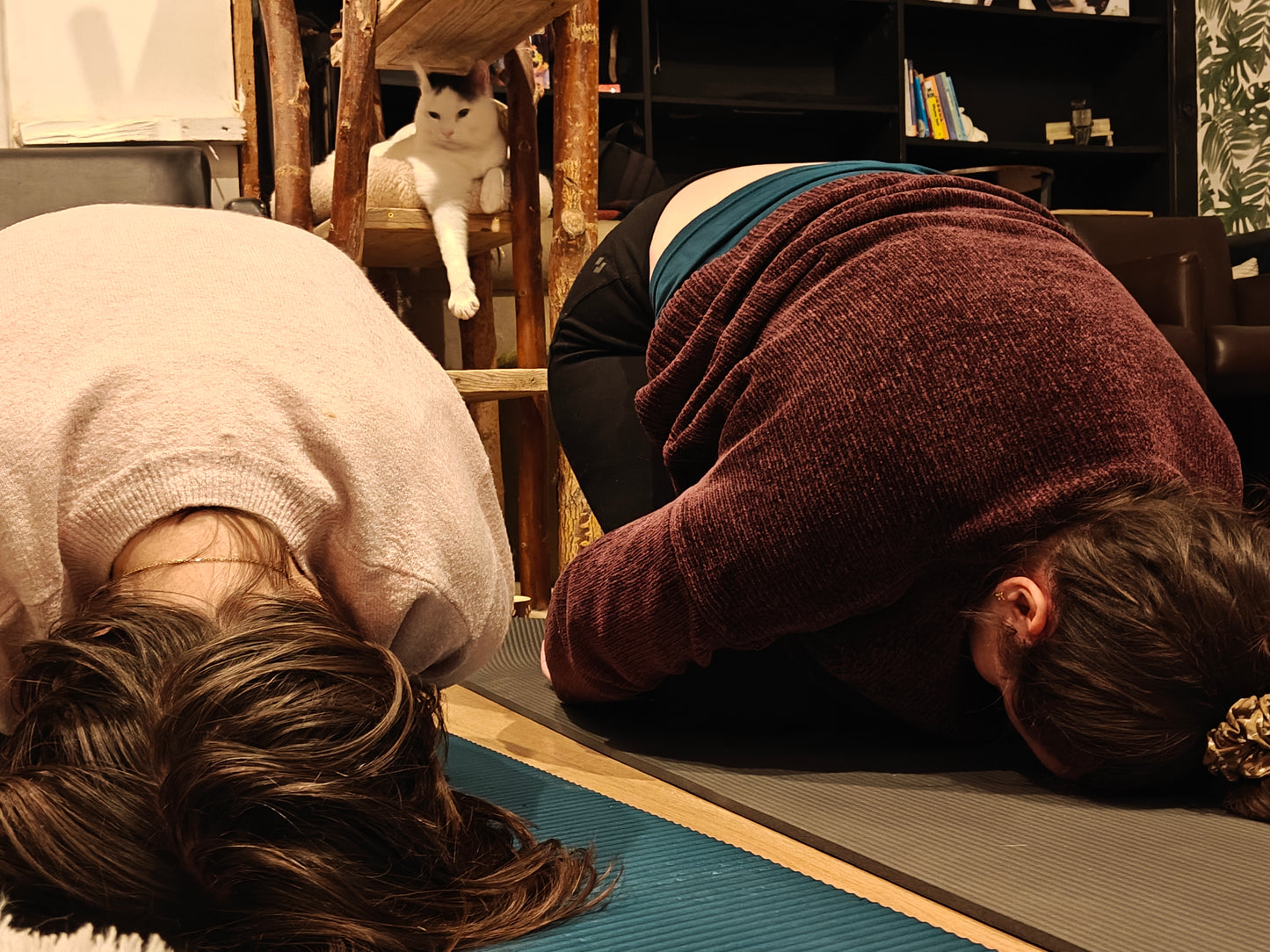 Katten yoga - inschrijven via kattencafé B'aristo kat - €19,90
